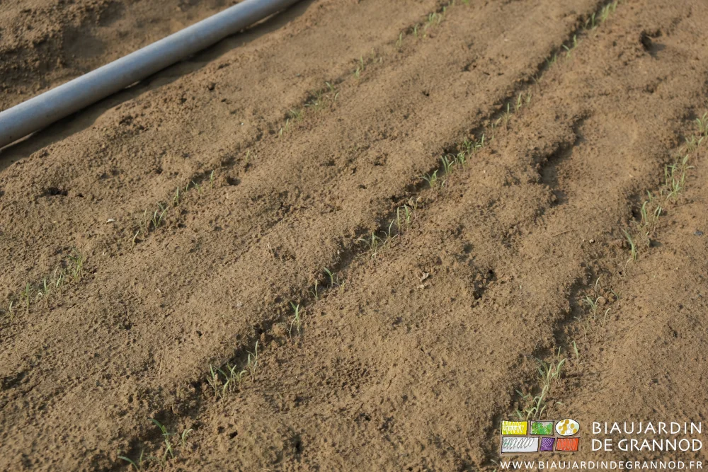 photo proche des rangs de plantules de carotte levées
