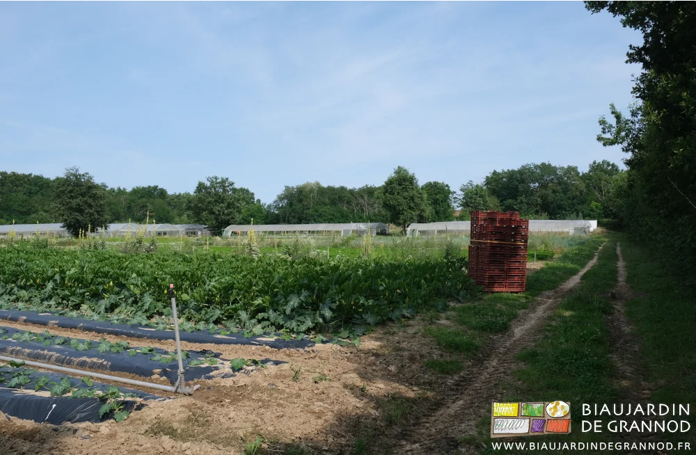 photo d'une palette de caisses vides près de la haie bocagère devant le carré de courgette