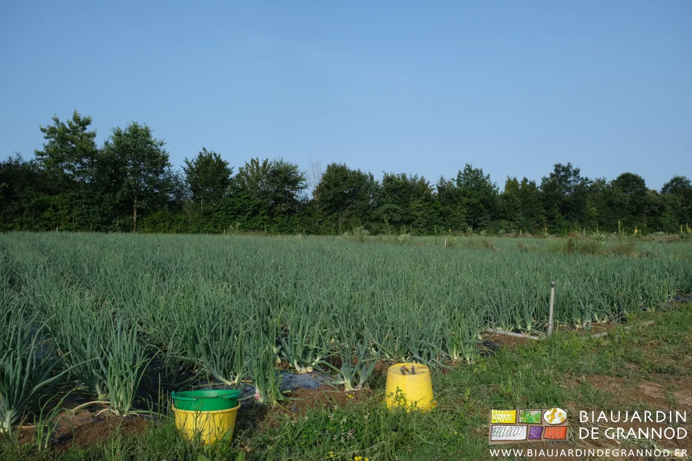 photo de seaux jaunes ou verts et couteaux au bord du carré d'oignon sur fond de haie bocagère