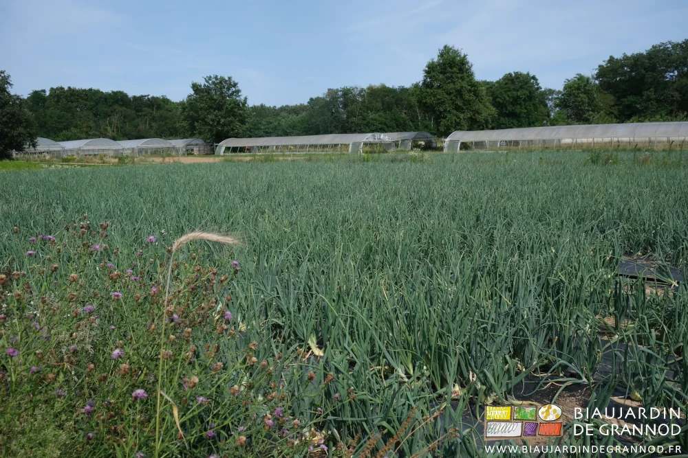 photo des carrés d'oignon jaune bordés de bande fleuries après désherbage manuel