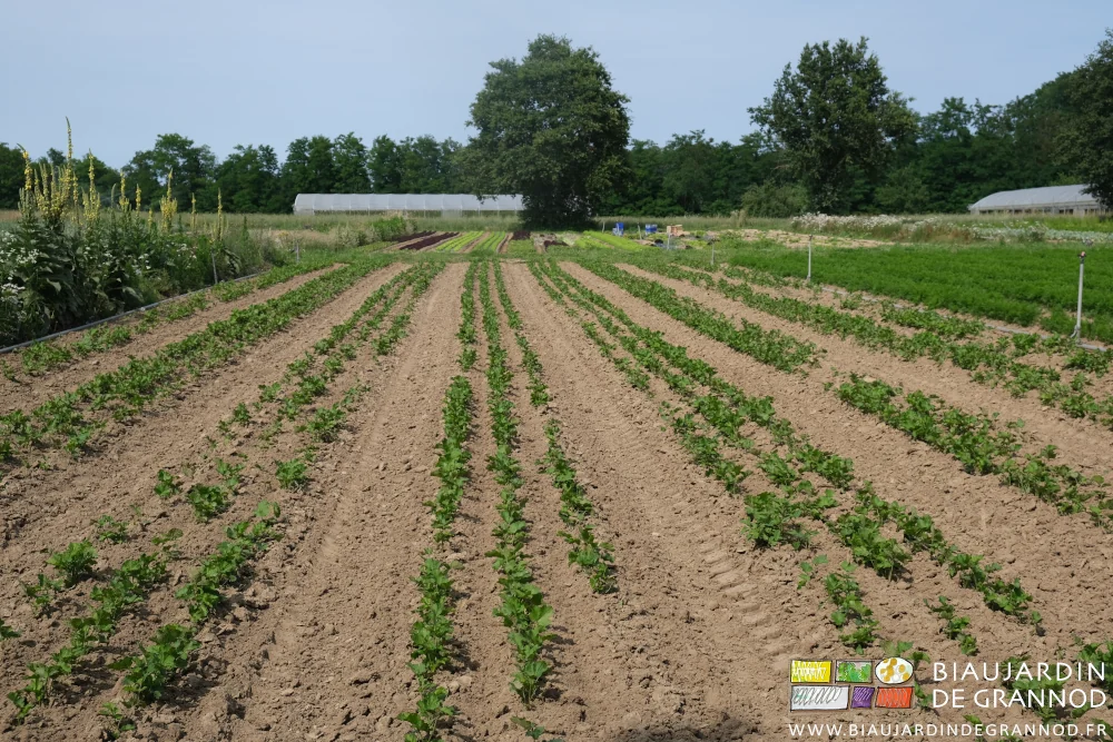 photo des rangs de panais parfois clairsemés, adventices enlevées à la main et juste binés mécaniquement