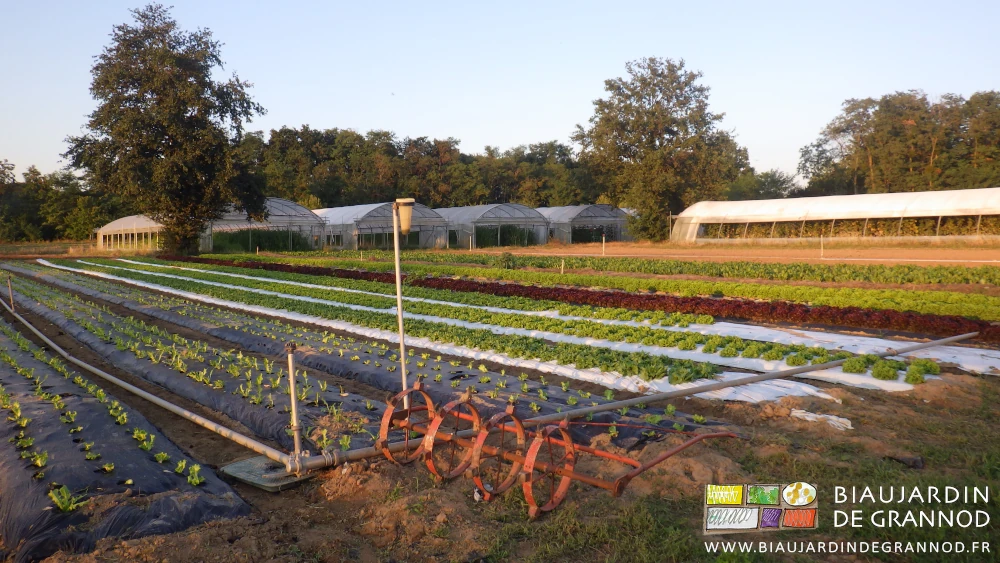 photo des roues et cubes du rouleau marqueur pour mottes cubiques