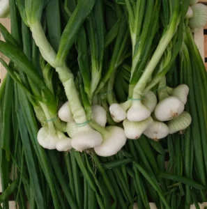 photo d'oignon blanc en bottes rangées sur cagette bois