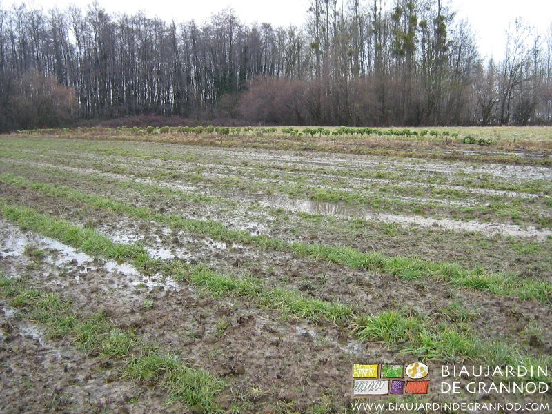 photo des planches et allées recouvertes d'eau en année très humide