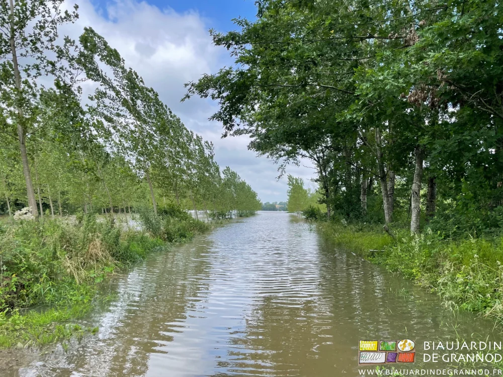 photo du chemin inondé en bas du jardin