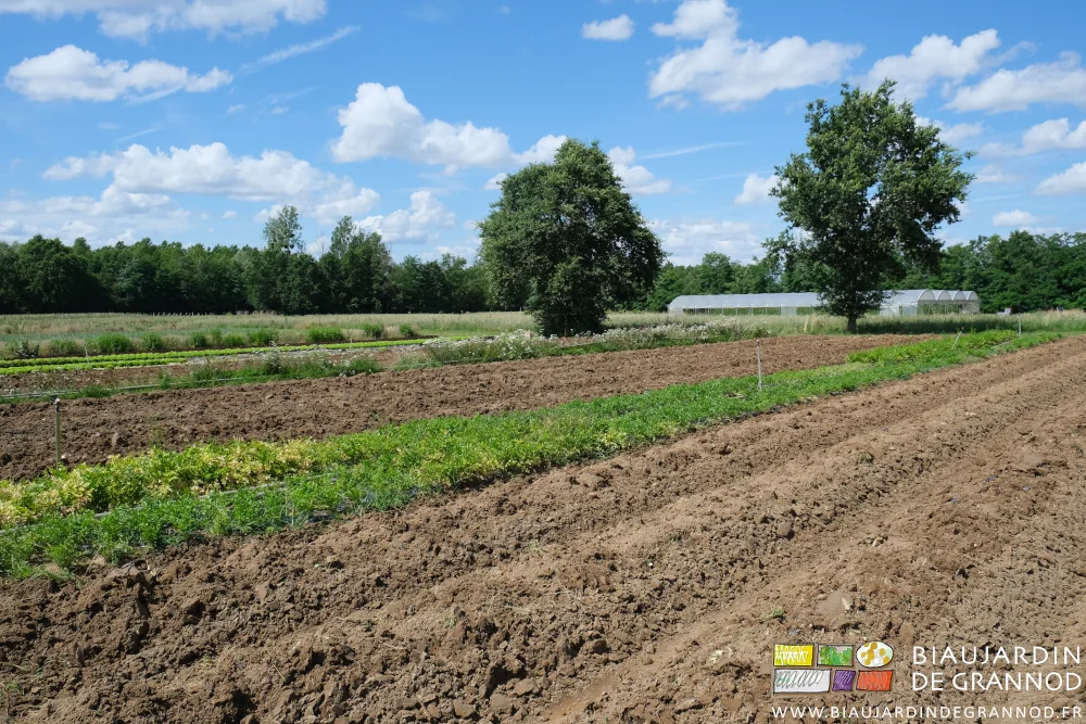 photo de planches buttées à coté de planches encore en légumes dans un carré de légumes précoces