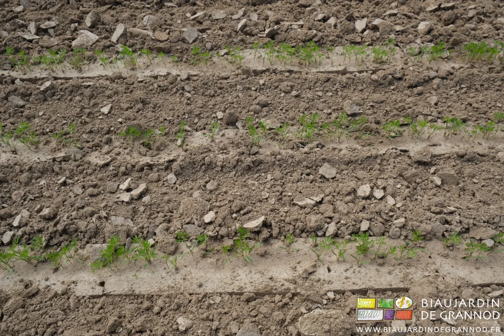 photo des plantules de carotte en tout début de développement avec la terre ameublie entre rangs
