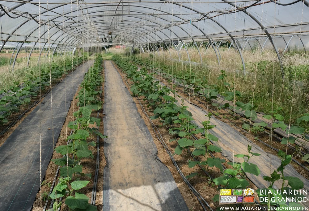 photo d'un tunnel de concombre en goutte à goutte sur planche binée à la main