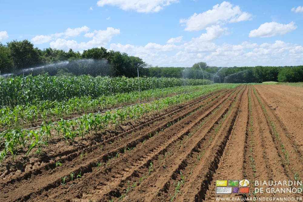 photo de l'échelonnement des plantations de maïs en cours d'arrosage dans leur carré