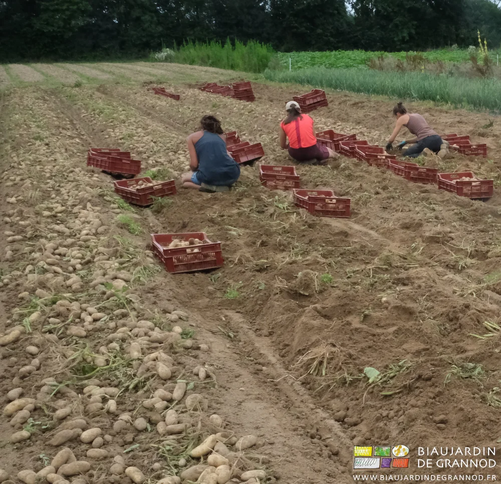 photo de l'équipe accroupie pour la récolte des pommes de terre