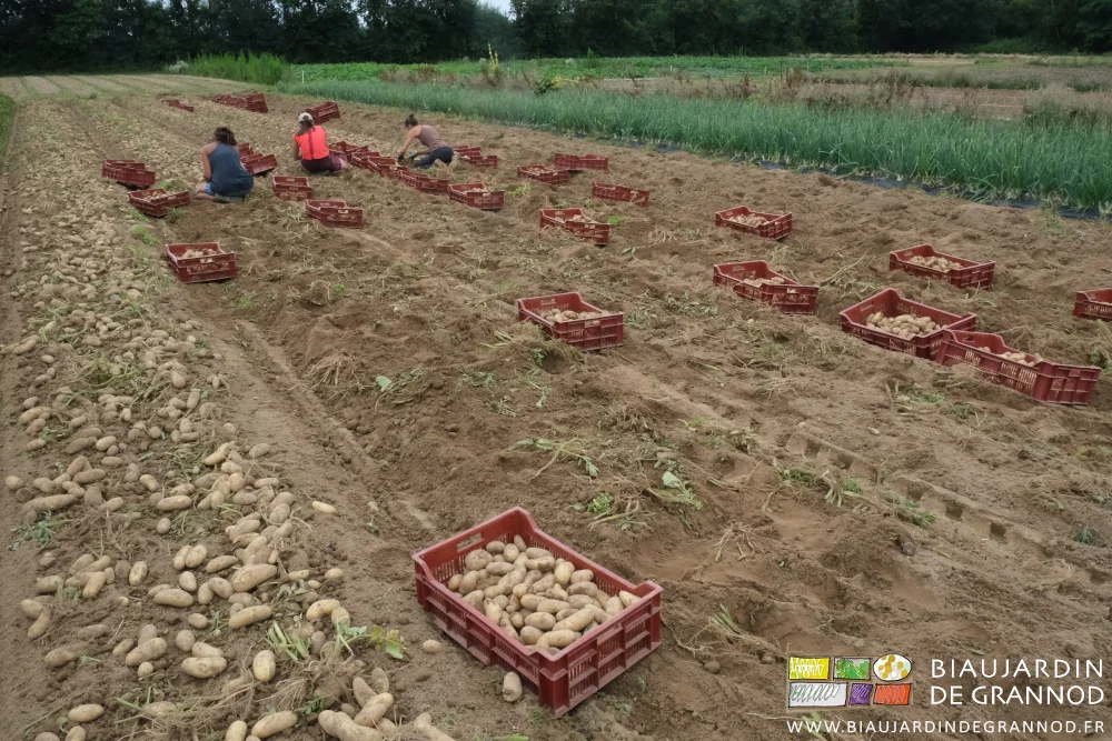 photo de l'équipe accroupie pour la récolte des pommes de terre en cagette pour remplir les paloxphoto de l'équipe accroupie pour la récolte des pommes de terre en cagette pour remplir les palox