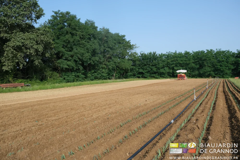 photo d'ensemble des carrés de poireau en cours de plantation