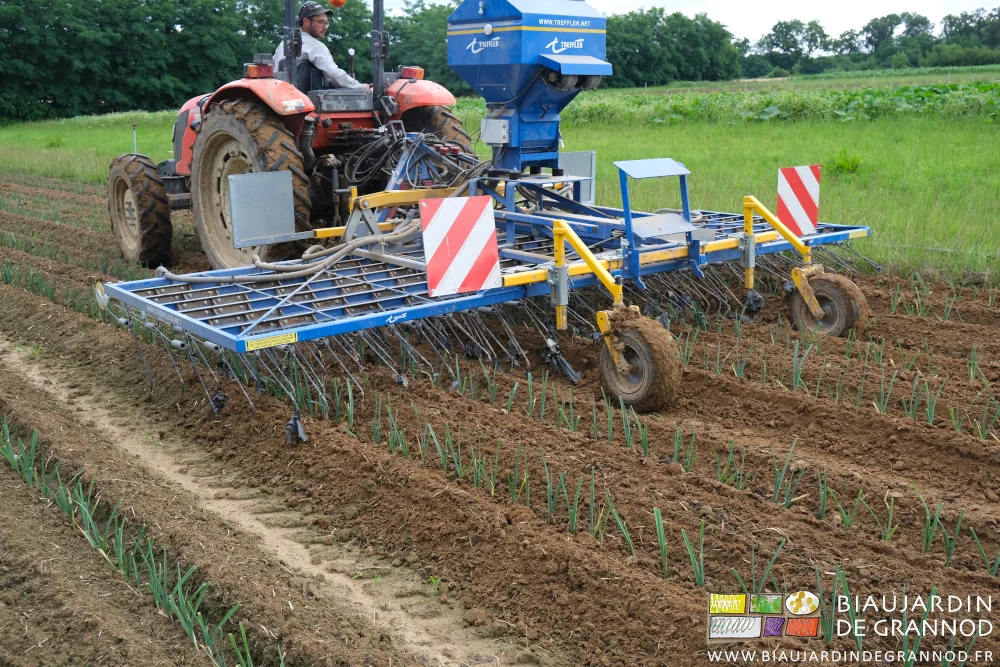 photo de la herse étrille qui bine délicatement entre et sur les rangs de poireau