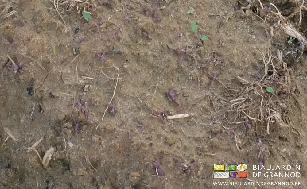 photo proche des plantules rouge foncé de pourpier en cours de levée