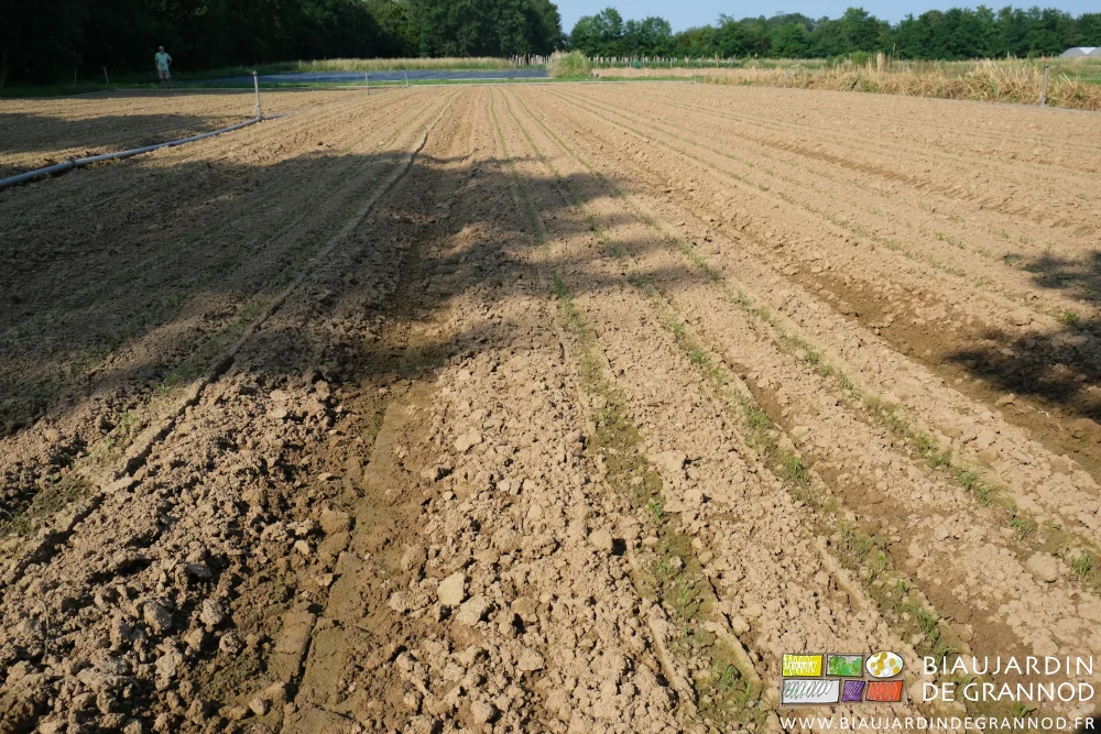 photo des plantules en développement dans le dernier carré de carotte