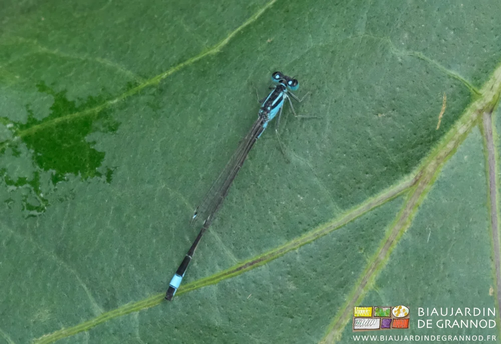 photo d'agrion, ce genre de libellule aux magnifiques teintes de bleu