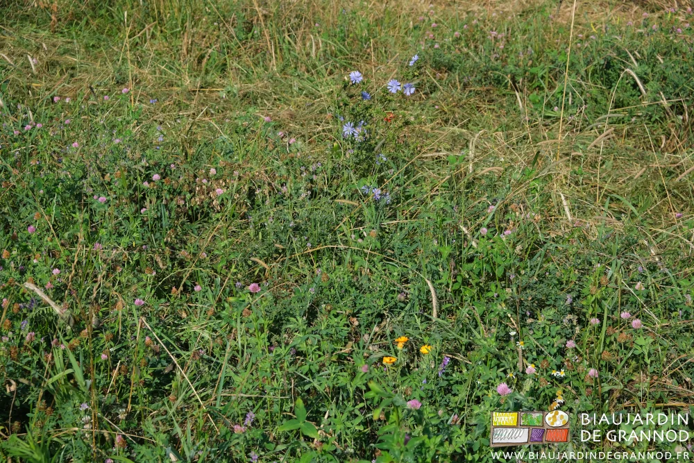 photo des fleurs de souci, chicorée sauvage, lotier, luzerne, etc... en floraison