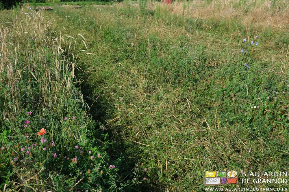 photo des planches d'engrais vert broyé ou encore en pleine floraison