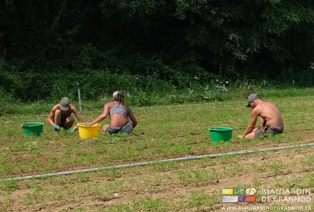 photo des trois Biaux Jardiniers munis de seaux et accroupis entre les rangs de carotte