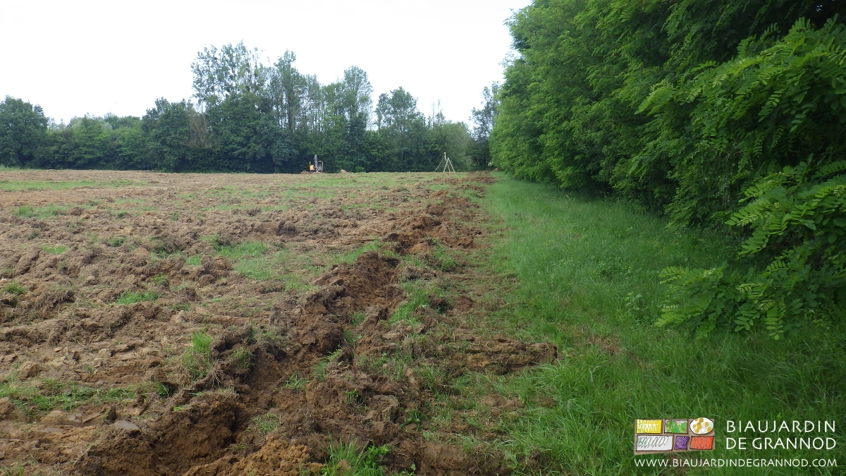 photo de la trace de passage de la dent du sous-soleur le long d'une haie