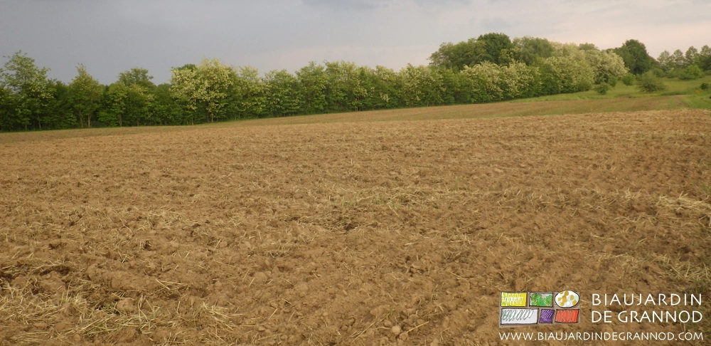photo de la parcelle déchaumée avec au fond les haies bocagères dont l'acacia est en fleur