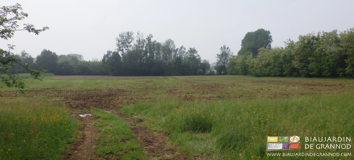 photo du déchaumage reverdi prêt pour le drainage