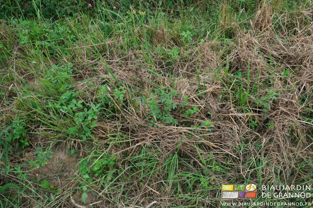 photo de luzerne et trèfle traversant énergiquement la couche de broyat végétal