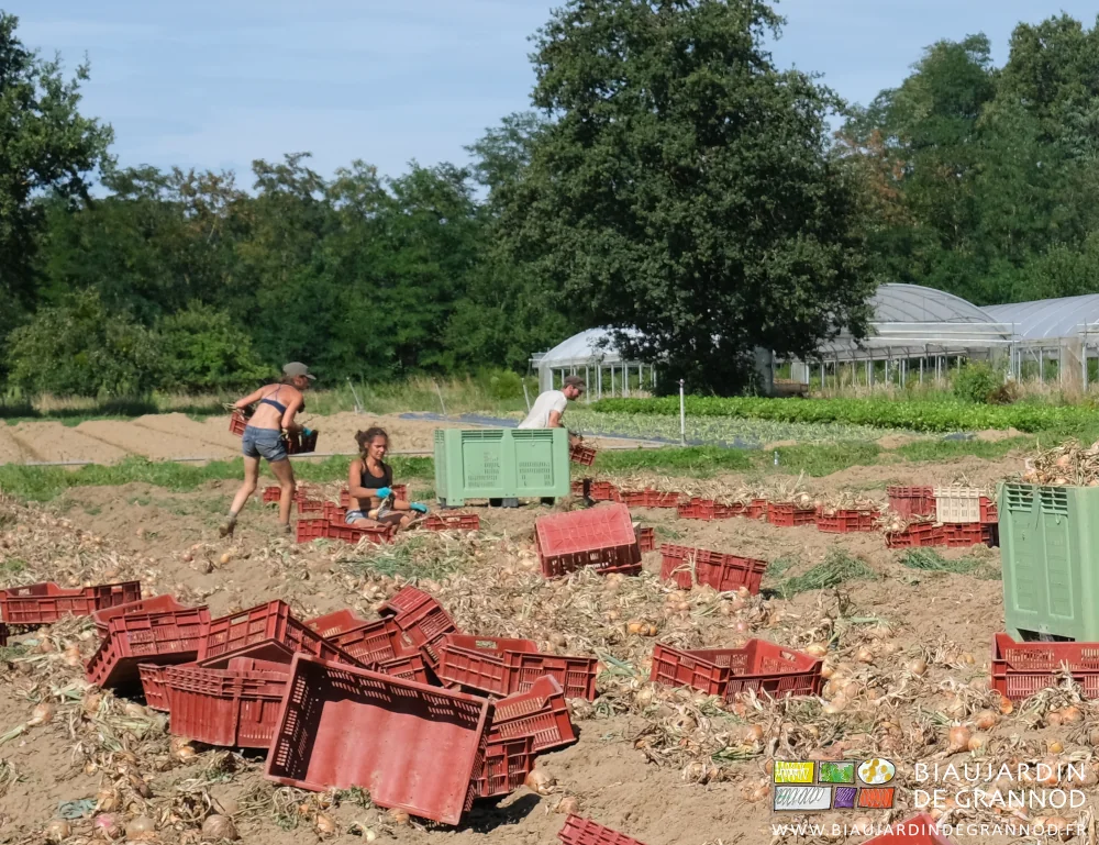 photo des Biaux Jardiniers récoltant l'oignon en cagette versées en palox