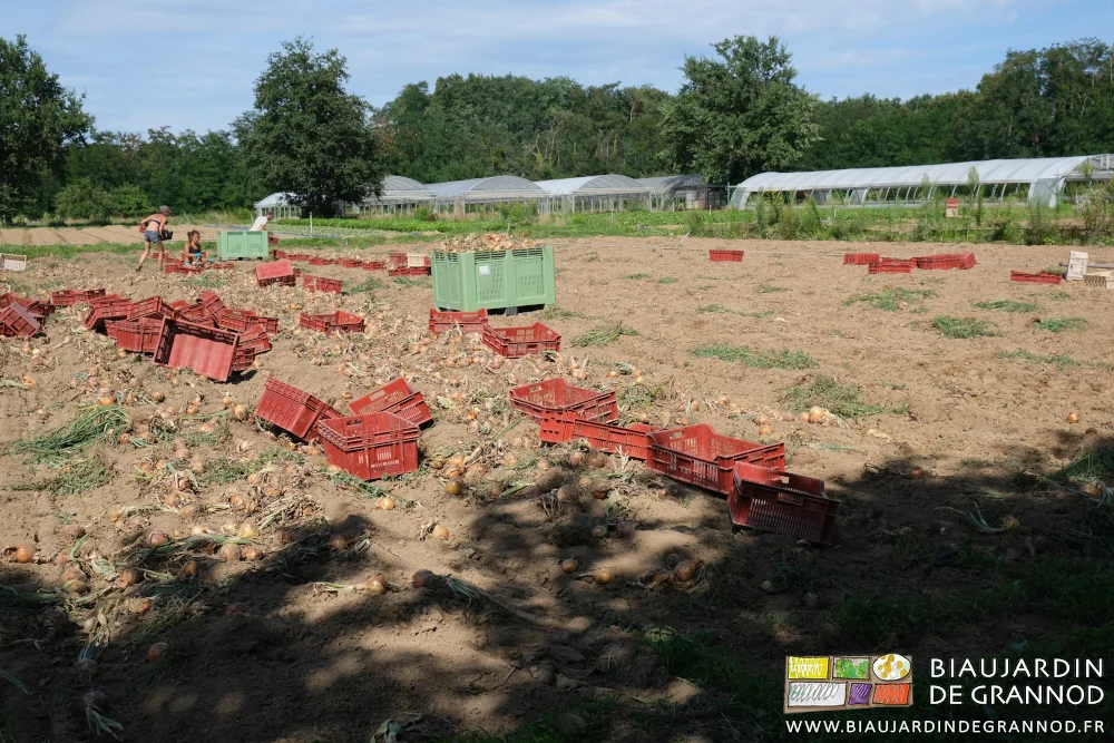 photo des Biaux Jardiniers récoltant l'oignon en cagette versées en palox