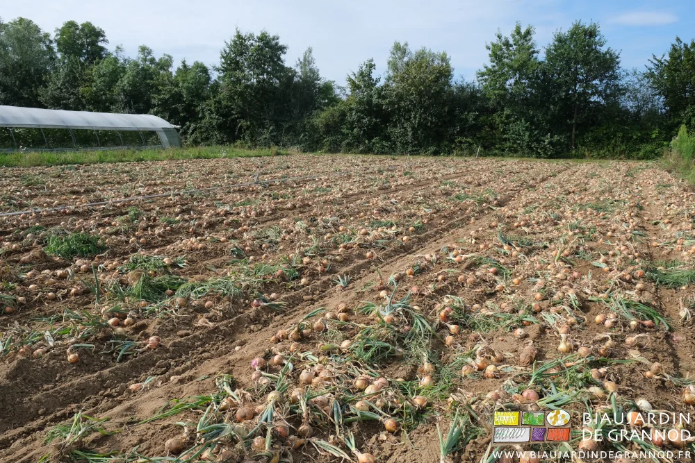 photo d'ensemble des carrés d'oignon jaune au sol entre bandes fleuries et bocage bressan
