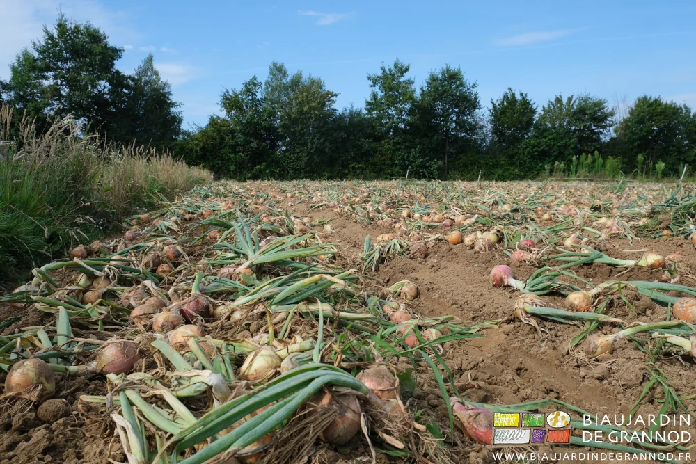 photo proche de l'aune jaune arraché séchant un peu au sol