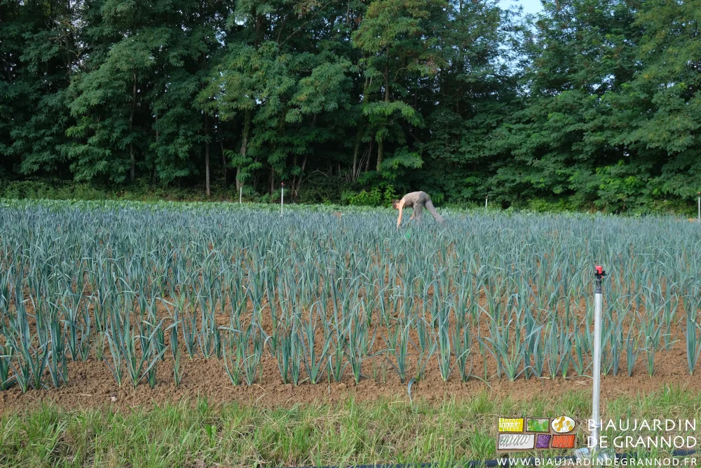 photo de Morgane et Émilie courbées sur les poireaux pour couper les racines des adventices