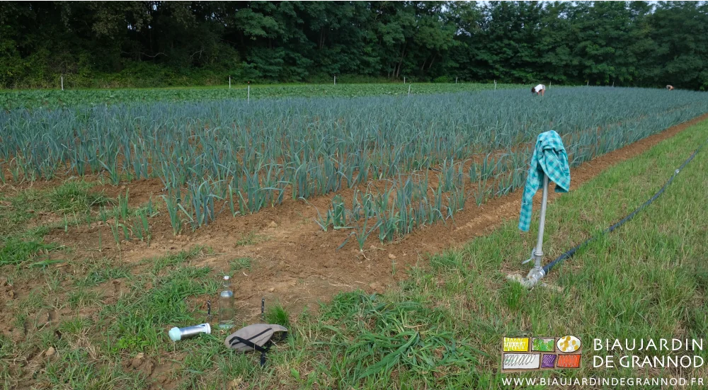 Photo d’un carré de poireau bordé de grandes haies bocagères