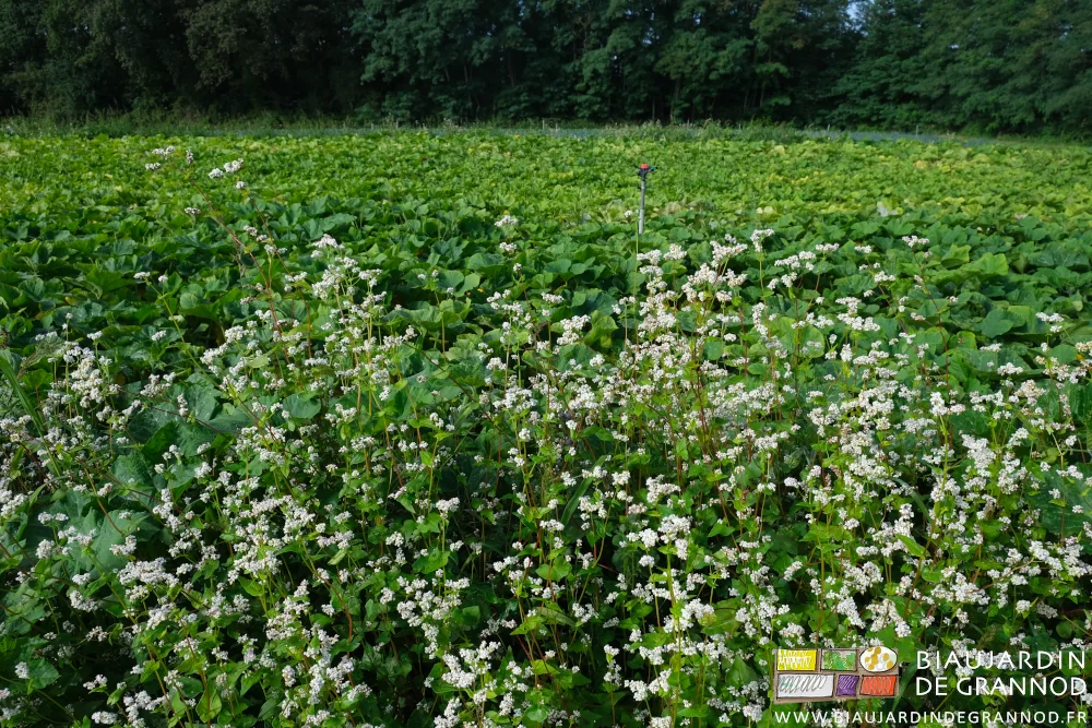 photo des fleurs blanches de sarrasin longeant les courges