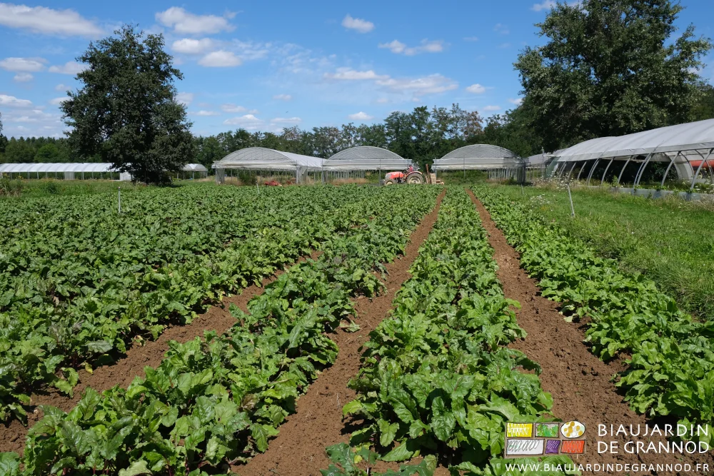 photo du carré de betterave récemment arrosé et biné