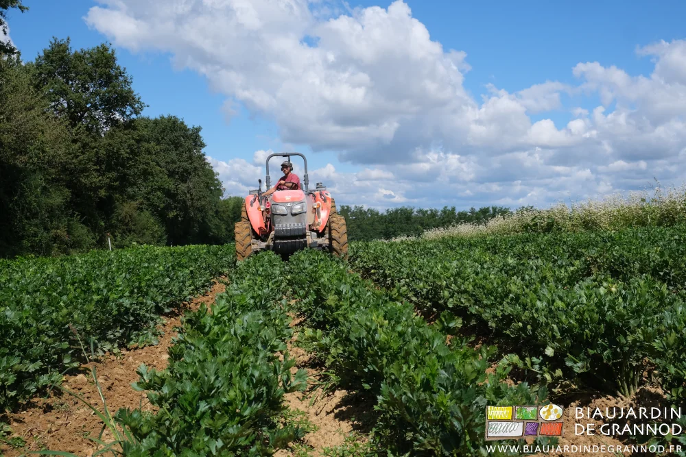 photo de face de Matthieu binant au tracteur les planches de 2 rangs de céleri