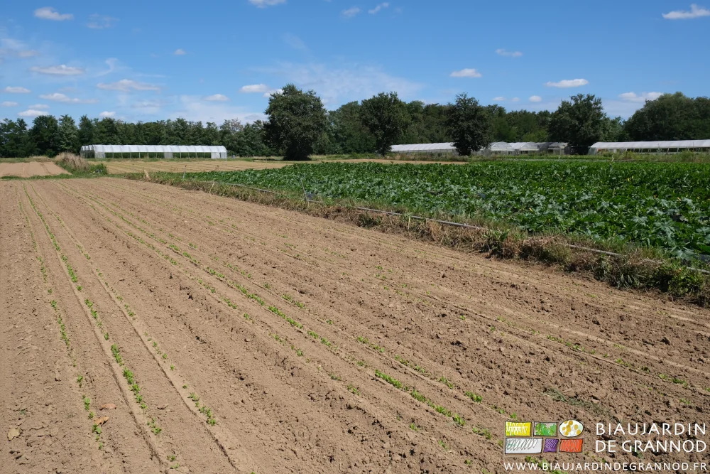 photo des planches de jeune chicorée en semis direct