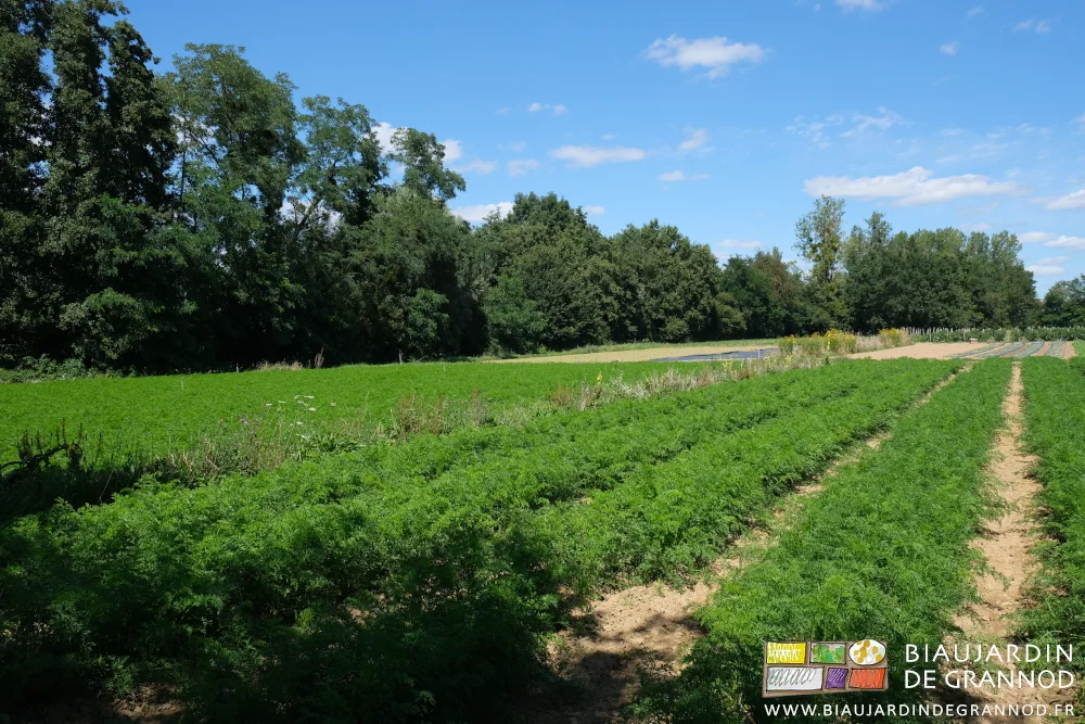 photo des carrés de carotte longés de bandes fleuries près d'une haie bocagère