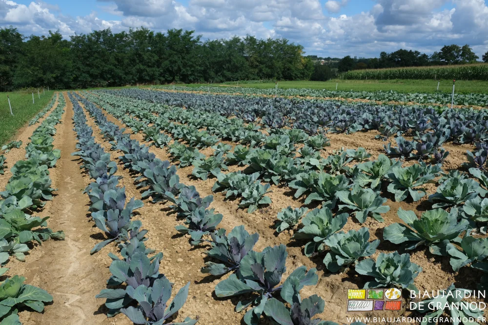 photo d'un carré de choux rouge, cabus, milan devant une belle haie bocagère