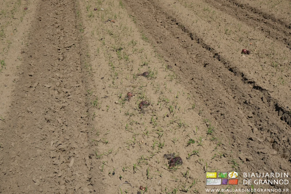photo de quelques oignons doux éliminés à la récolte dans les carrés qui ont été semés de sorgho