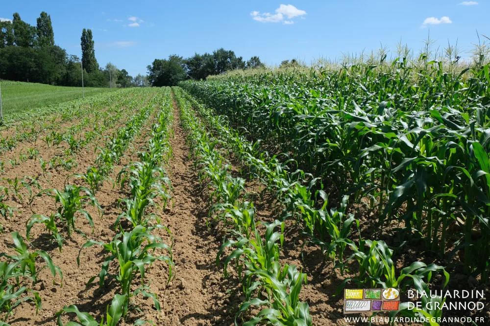 photo de l'échelonnement des maïs sucrés en plusieurs semis