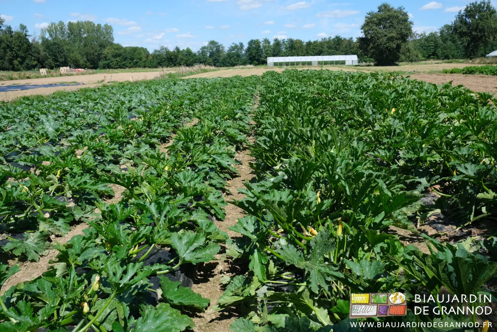 photo du carré de courgette échelonnées du stade fin de récolte à début de végétation