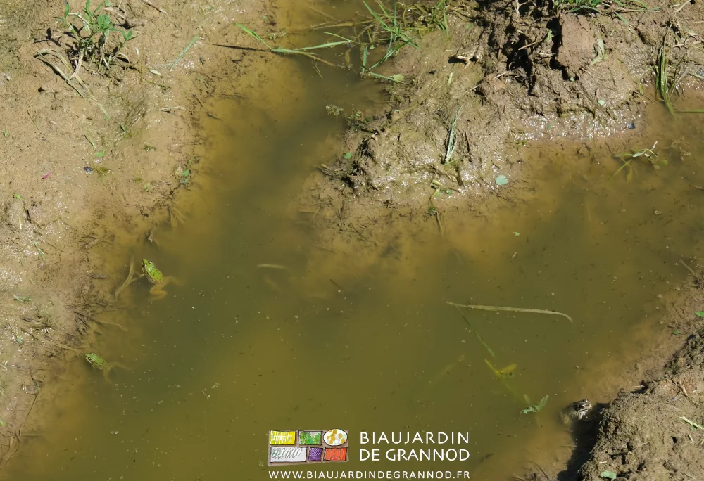 photo de quatre grenouilles dans une flaque d'eau d'une des grandes allées du jardin