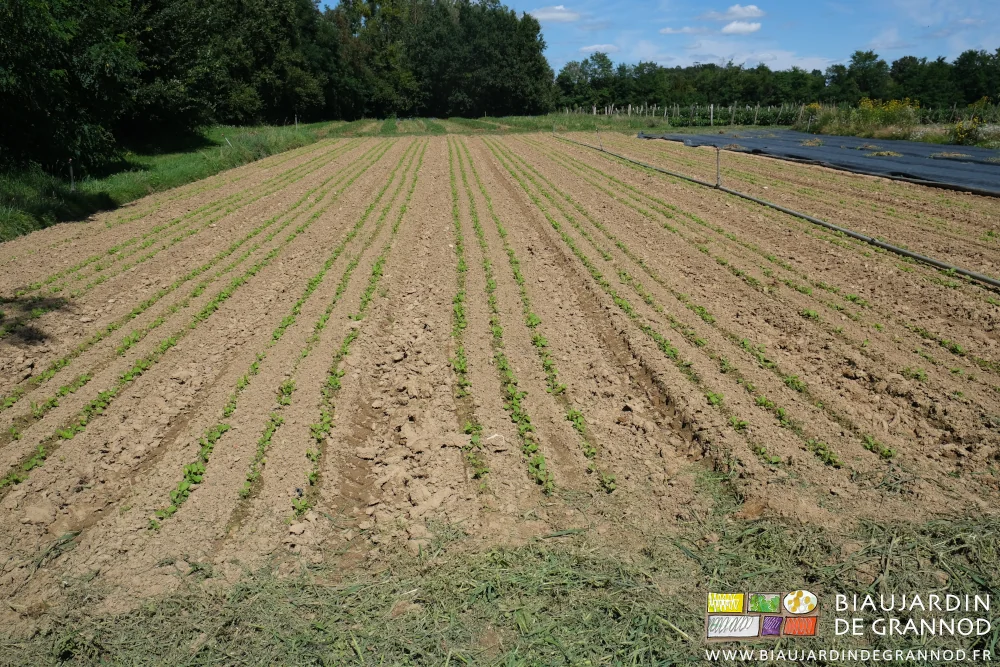 photo du carré de navet et radis d'hiver partiellement semé