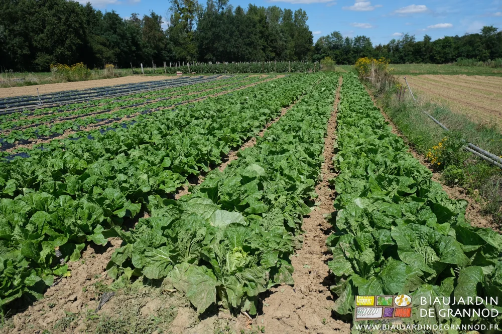 photo des allées fraichement binées entre planches de chou de chine