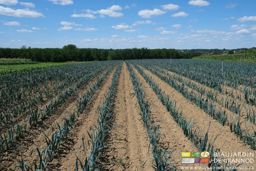 photo des rangs de jeunes poireaux en végétation très bien démarrée