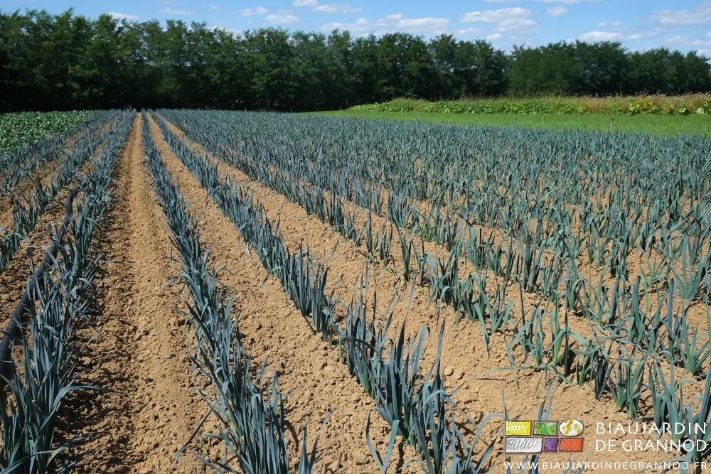 photo d'un carré de poireau face à une haie bocagère diversifiée