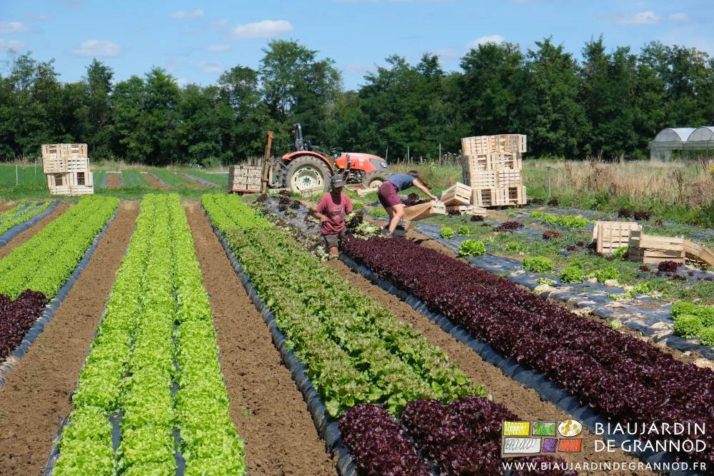 photo de Matthieu accroupi à la coupe et Kim courbée au rangement des salades