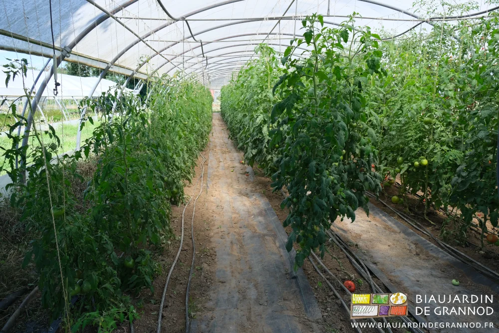 photo des allées couvertes de paillage noir tissé et des planches de tomate binées à la main