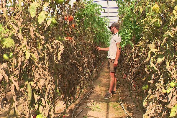 photo de Matthieu dans un tunnel de tomates aux feuilles brûlées de cladosporiose due à la canicule